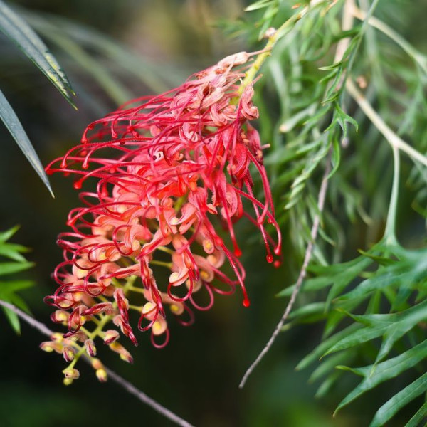 Grevillea 'Ned Kelly' 140mm