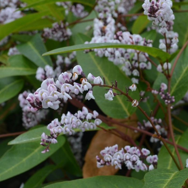 Hardenbergia violacea 'Free 'N' Easy' 140mm
