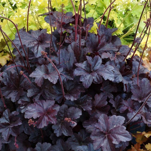 Heuchera 'Obsidian' 140mm