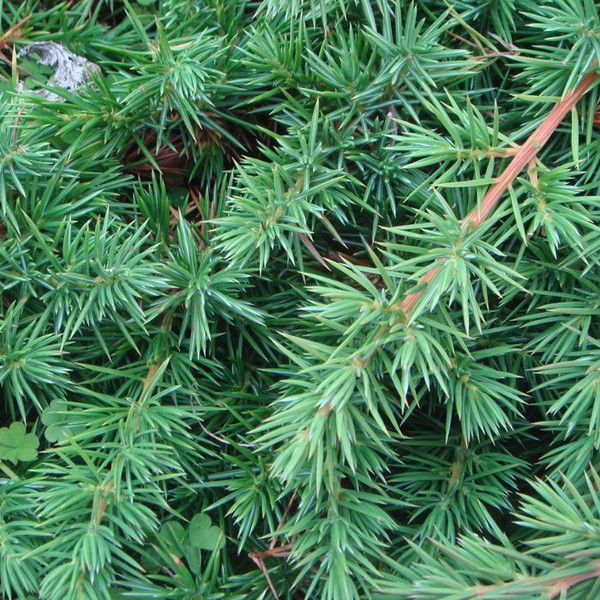 Juniperus conferta 140mm
