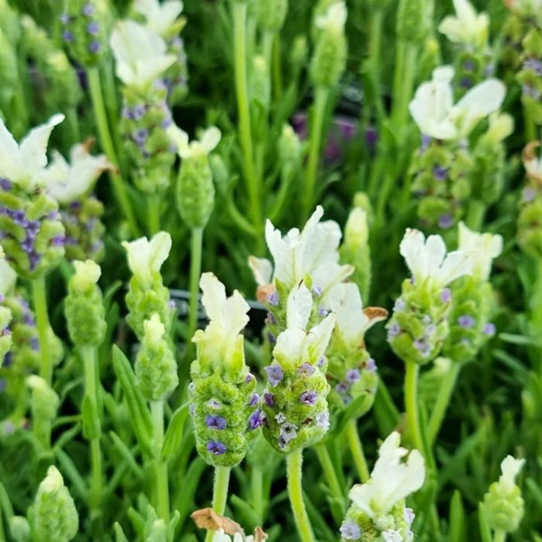 Lavandula Jav Forte White 140mm
