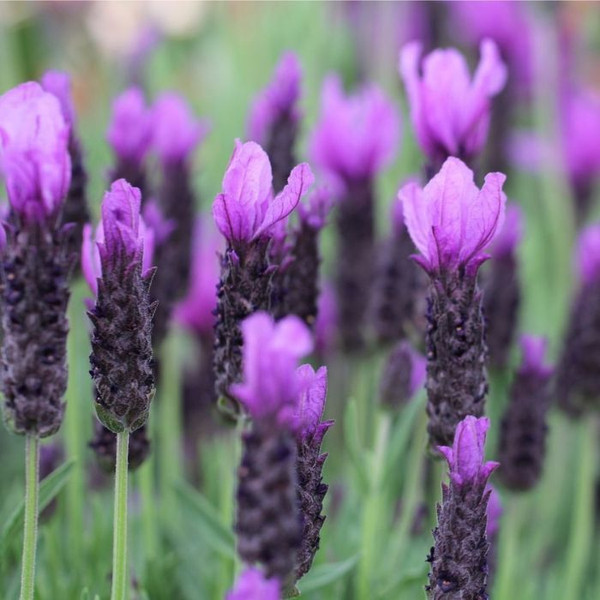 Lavandula Stoechas 'Jav Forte' Deep Purple 140mm