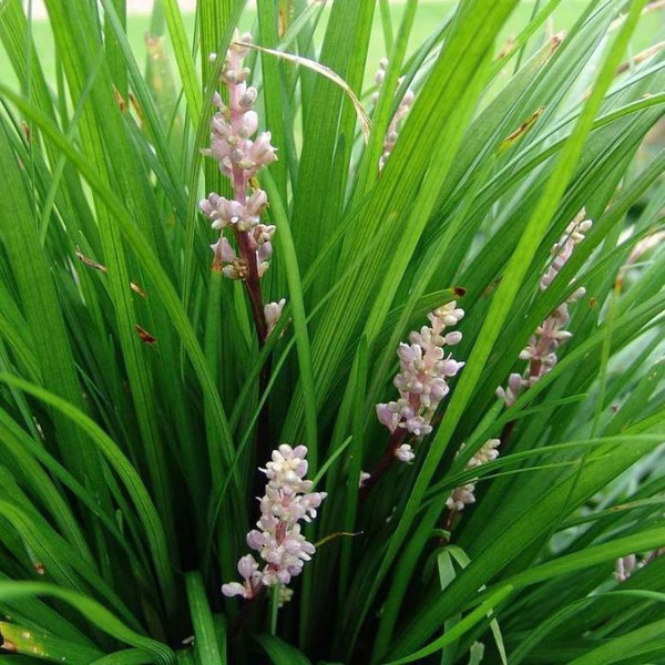 Liriope muscari 'Isabella' 140mm