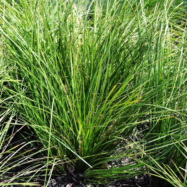 Lomandra confertifolia 'Little Pal' 140mm