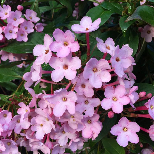 Luculia gratissima Early Dawn' 140mm