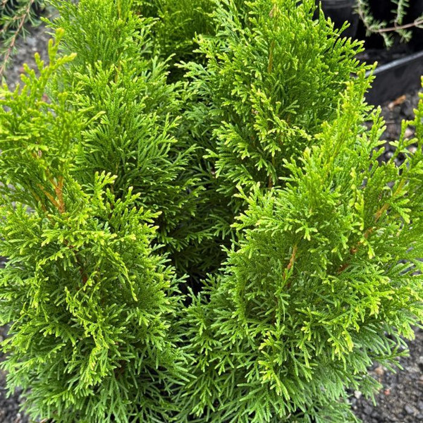 Thuja occidentalis 'Smaragd' 140mm