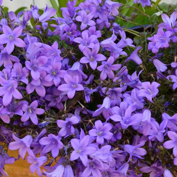 Campanula Catharina 140mm