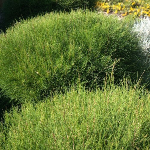 Casuarina glauca 'Green Wave' 140mm