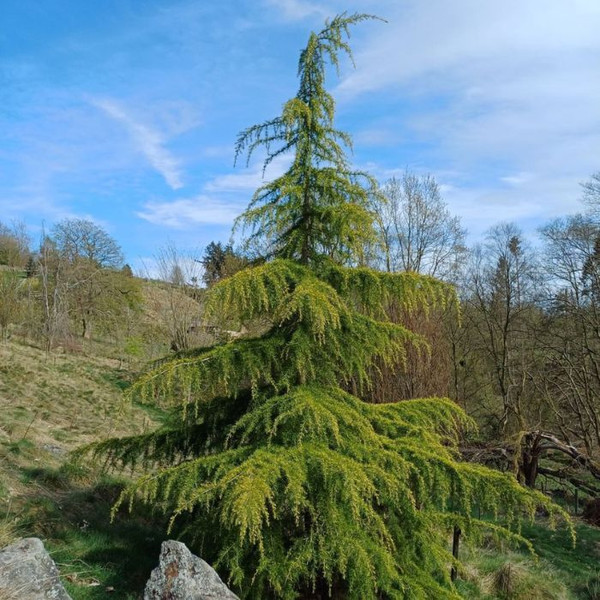Cedrus deodara 140mm