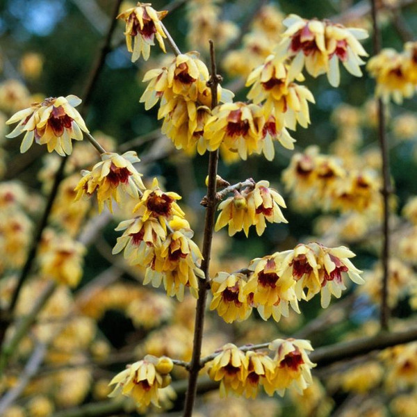 Chimonanthus praecox 140mm
