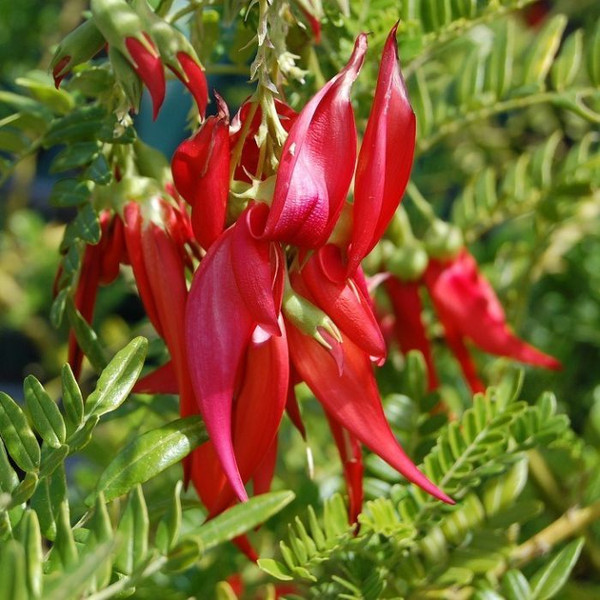 Clianthus Puniceus Parrots Beak 140mm Scarlet
