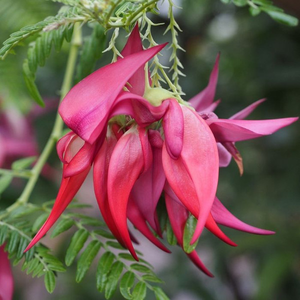 Clianthus Puniceus 'Parrots Beak' 140mm Pink