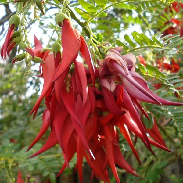 Clianthus Puniceus 'Parrots Beak' 140mm Red