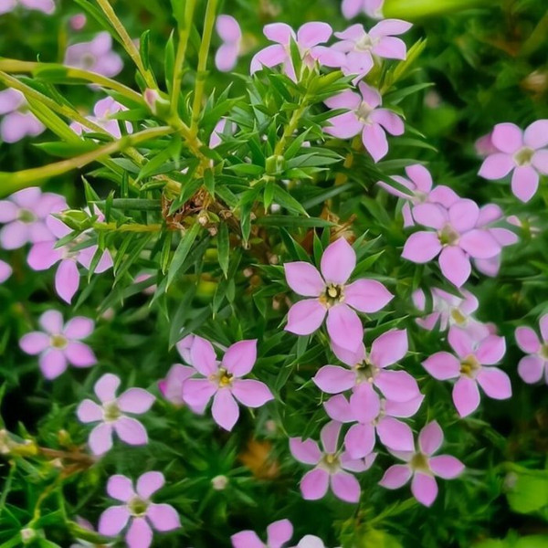 Coleonema Diosma 'Sunset Petite Pink' 140mm