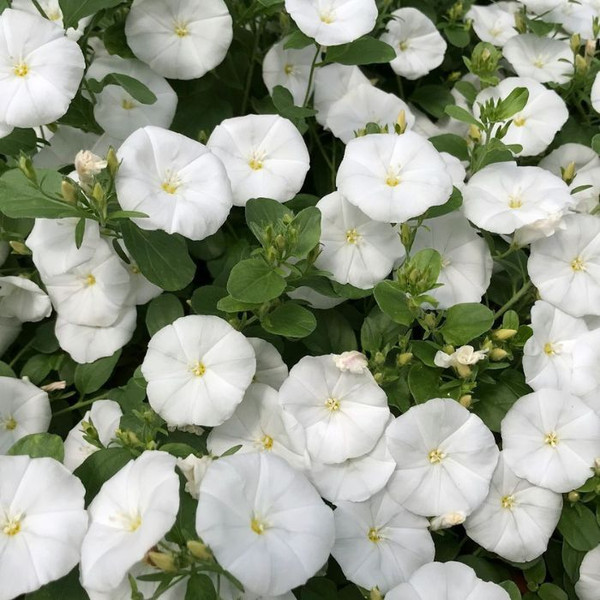 Convolvulus Arctic Moon 140mm