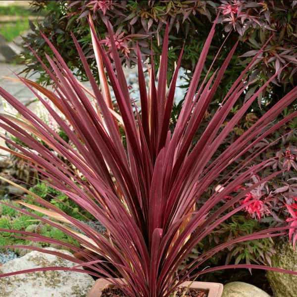 Cordyline 'Red Star' 140mm