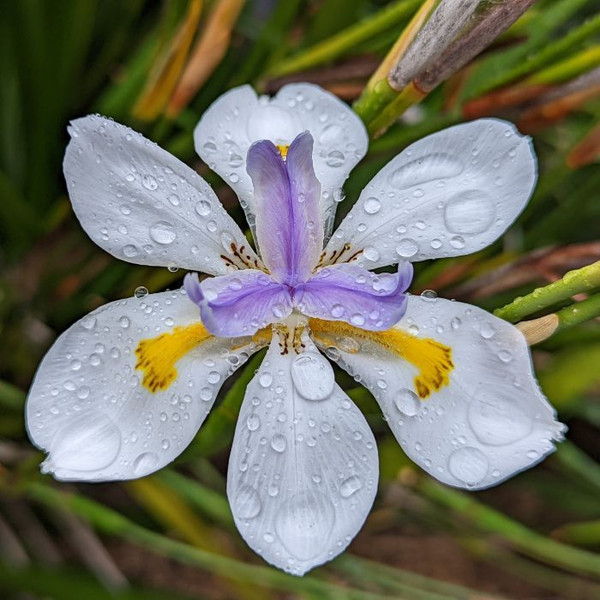 Dietes grandiflora 140mm