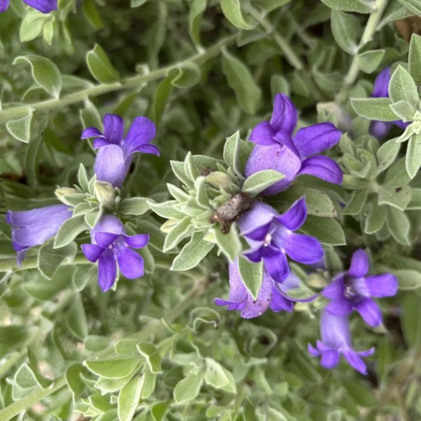 Eremophila mackinlayi chimera 'Big John' 140mm