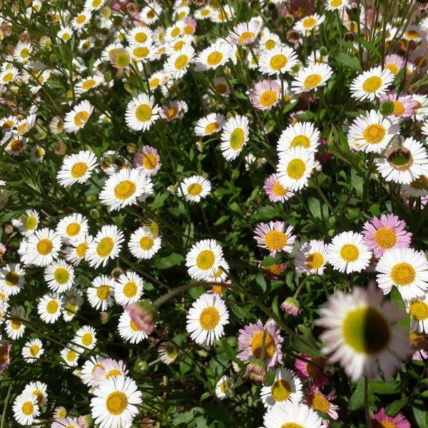 Erigeron karvinskianus 140mm