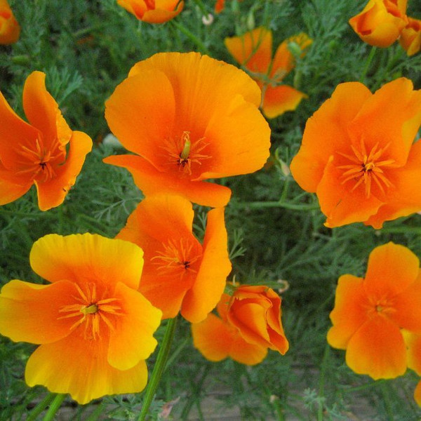 Eschscholzia californica 4in  100mm