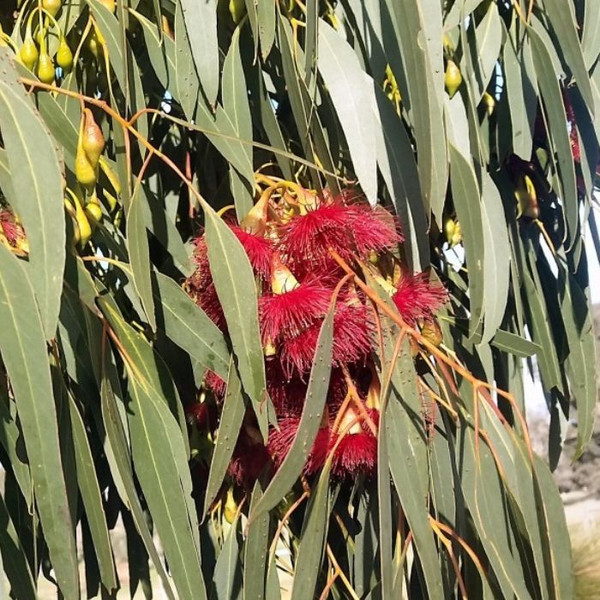 Eucalyptus 'Euky Dwarf' 140mm