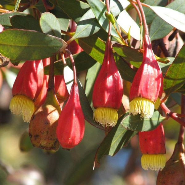 Eucalyptus forrestiana 140mm