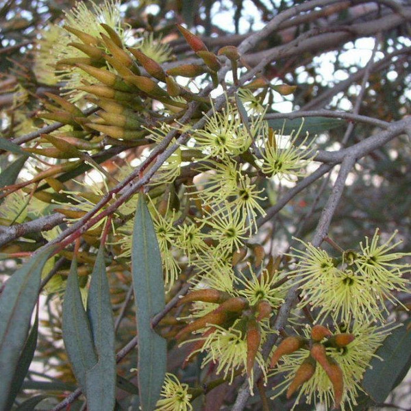 Eucalyptus gardneri 140mm