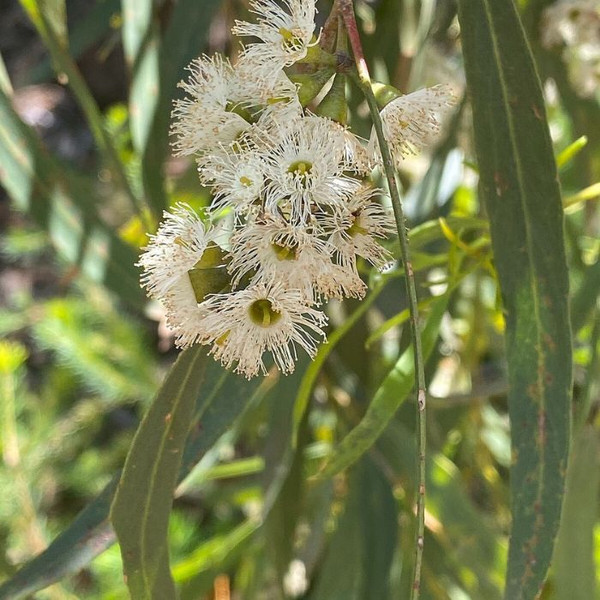 Eucalyptus Honey Pots 8in  200mm