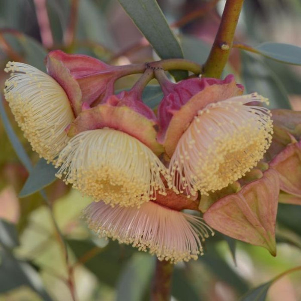 Eucalyptus kingsmillii 140mm