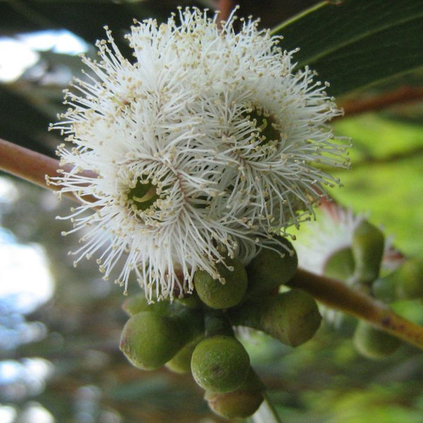 Eucalyptus lacrimans 140mm