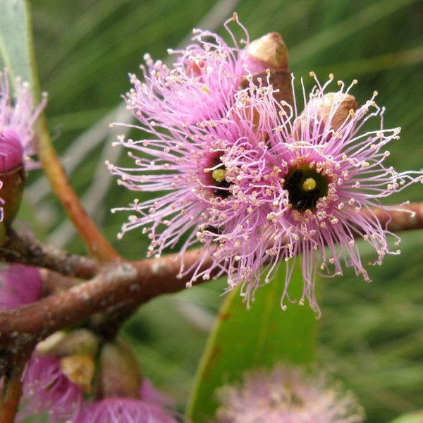 Eucalyptus Lansdowneana Albopurpurea 8in  200mm