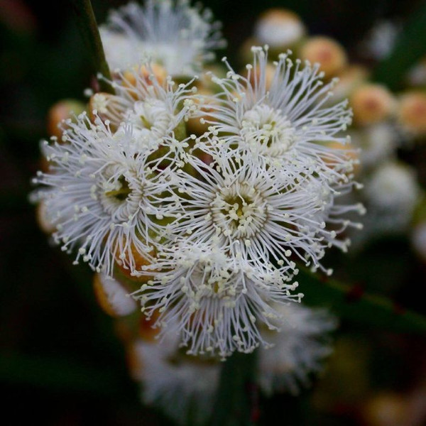 Eucalyptus pulchella 140mm