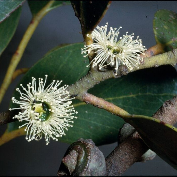 Eucalyptus serraensis 140mm