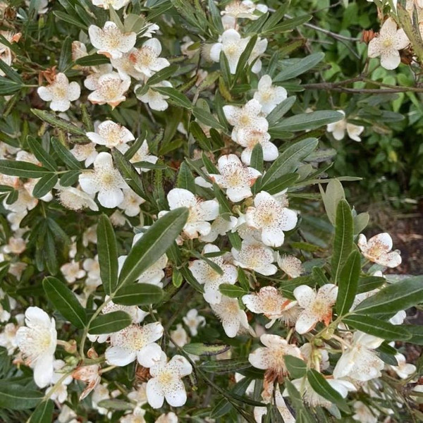Eucryphia lucida 'Leatherwood Cream' 8in  200mm