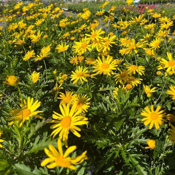 Euryops 'Little Sunray' 140mm