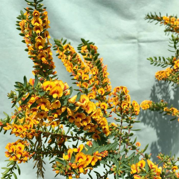 Eutaxia myrtifolia 'Esperance Select' 140mm