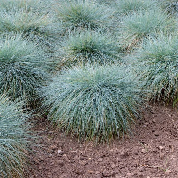 Festuca glauca 3in  75mm
