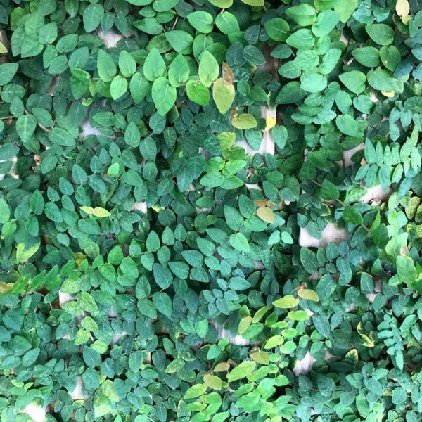 Ficus pumila 140mm