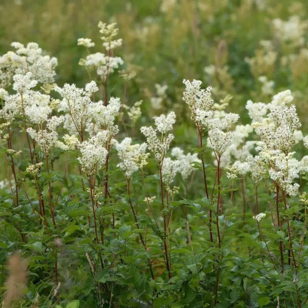Filipendula ulmaria 140mm
