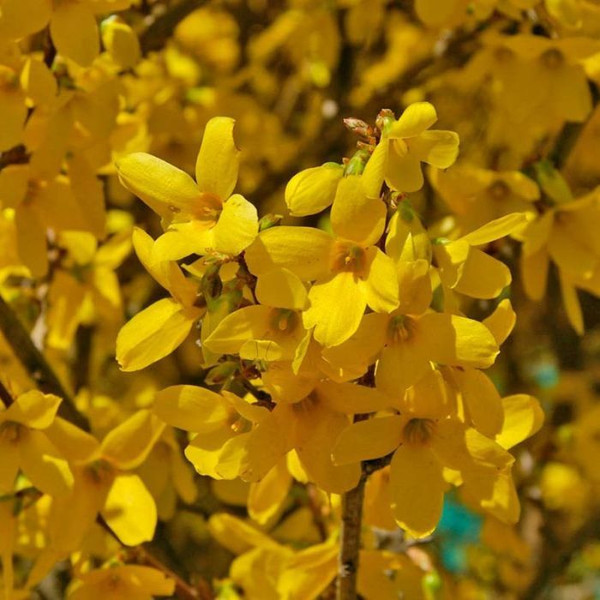 Forsythia x 'Beatrix Farrand' 7in  175mm