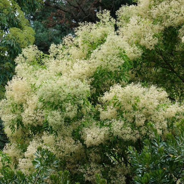 Fraxinus griffithii 8in  200mm