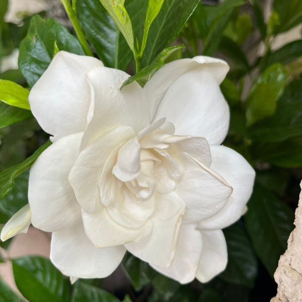 Gardenia augusta 'Magnifica' 140mm
