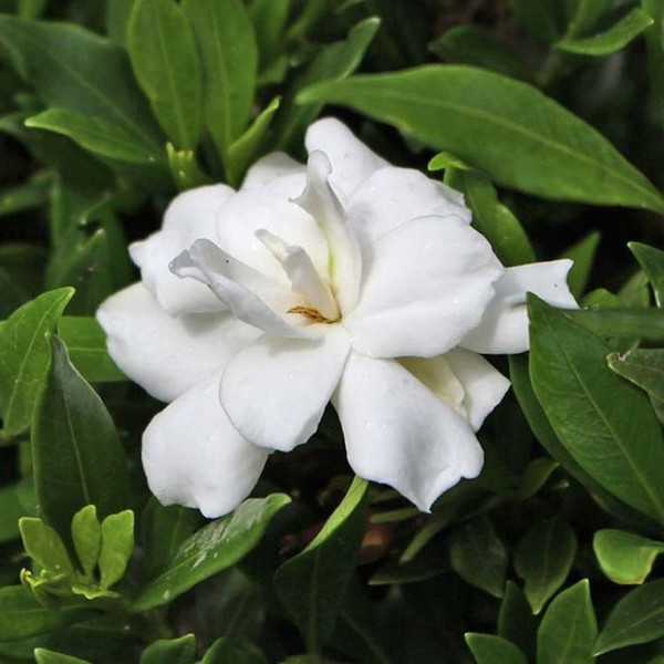 Gardenia augusta 'Radicans' 140mm