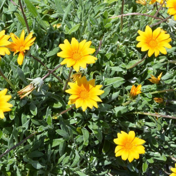 Gazania Buccaneer 4in  100mm