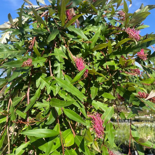 Grevillea 'Aussie Crawl' Std 12in 300mm