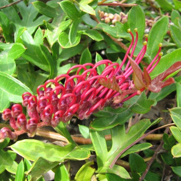 Grevillea 'Gaudi Chaudii' Grafted Std 12in 300mm