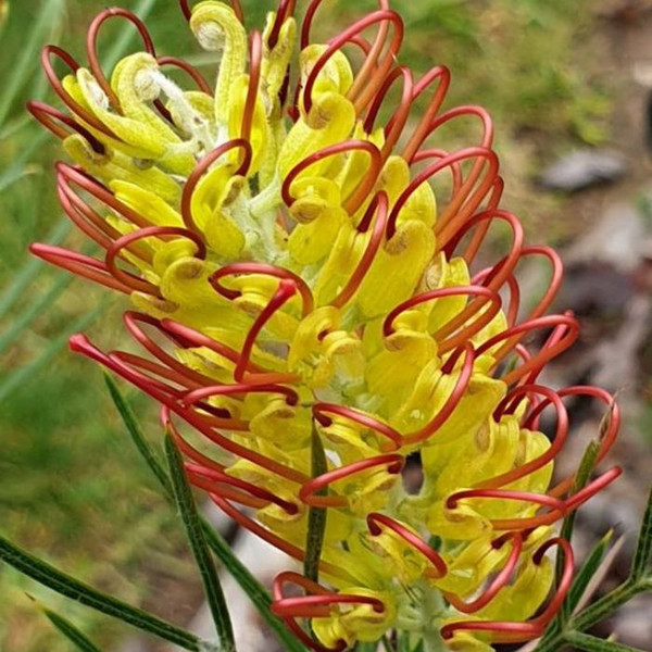 Grevillea 'Outback Sunrise' 140mm