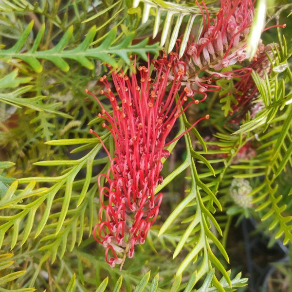 Grevillea 'Robin Hood' 140mm
