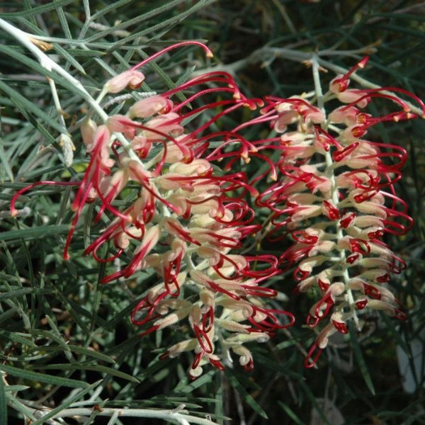 Grevillea 'Spirit Of Anzac' 8in  200mm