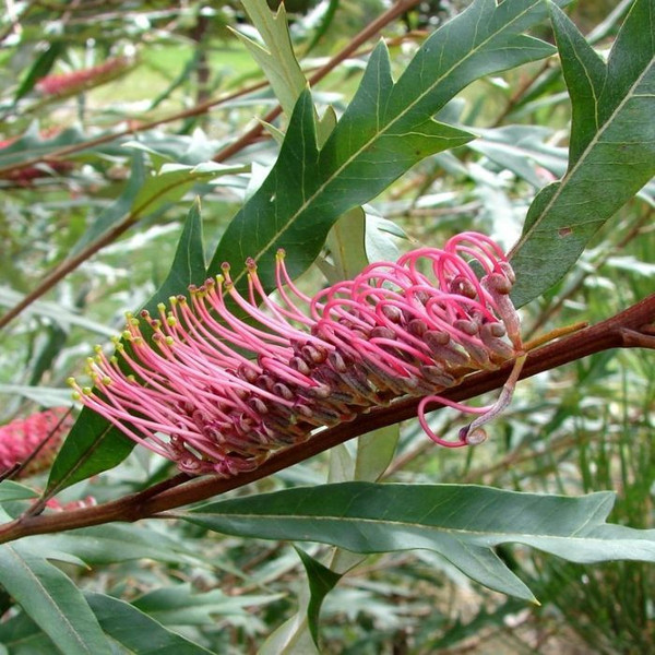 Grevillea Barklyana 140mm